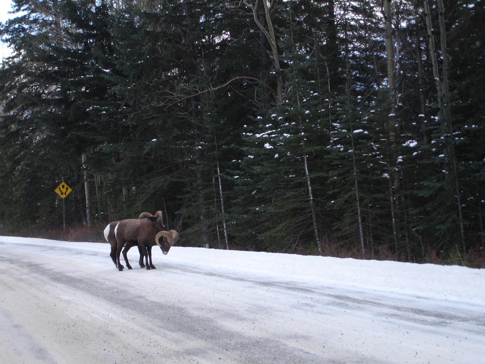 Banff, Canada: DSC02971.jpg