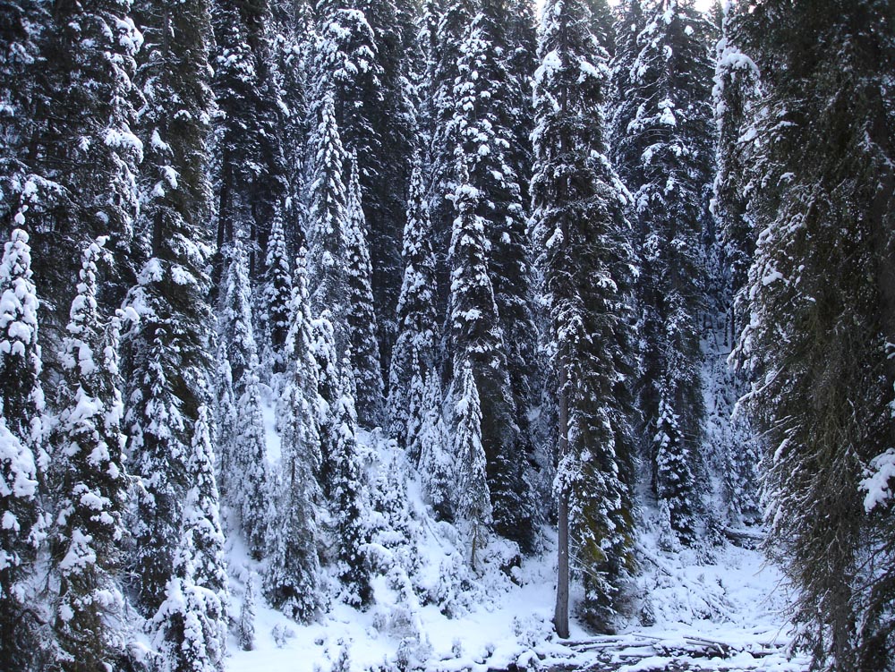 Banff, Canada: DSC03026.jpg