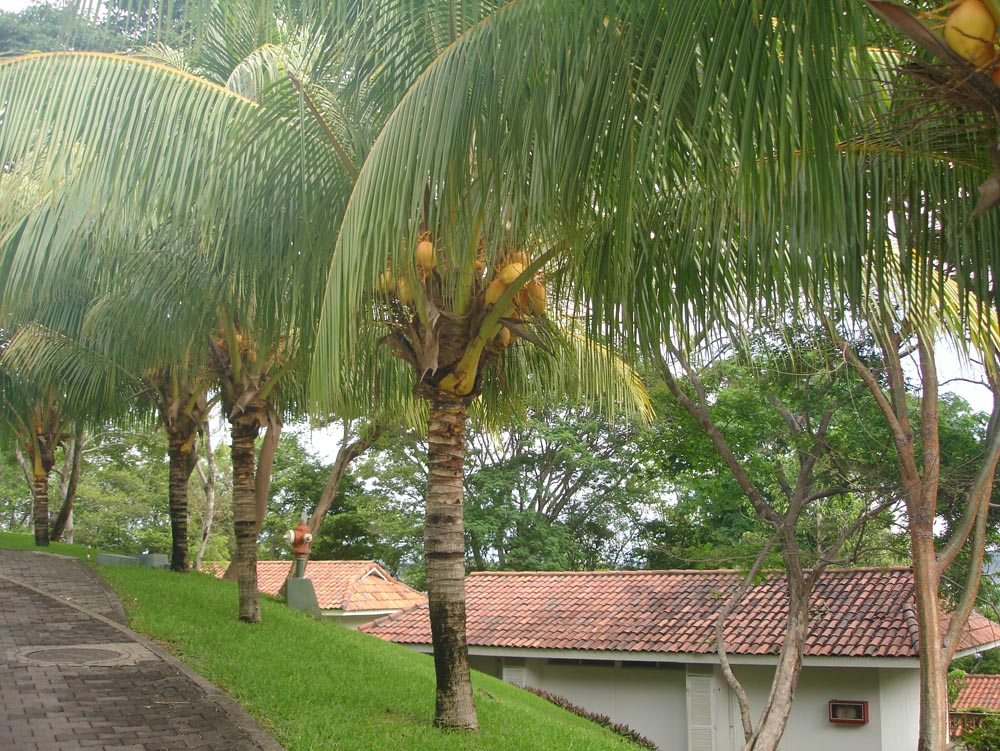 Costa Rica: DSC04175.jpg