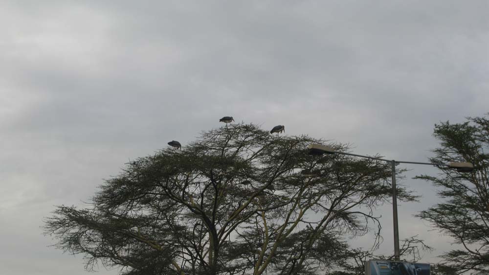 Nairobi, Kenya: IMG_2642.jpg
